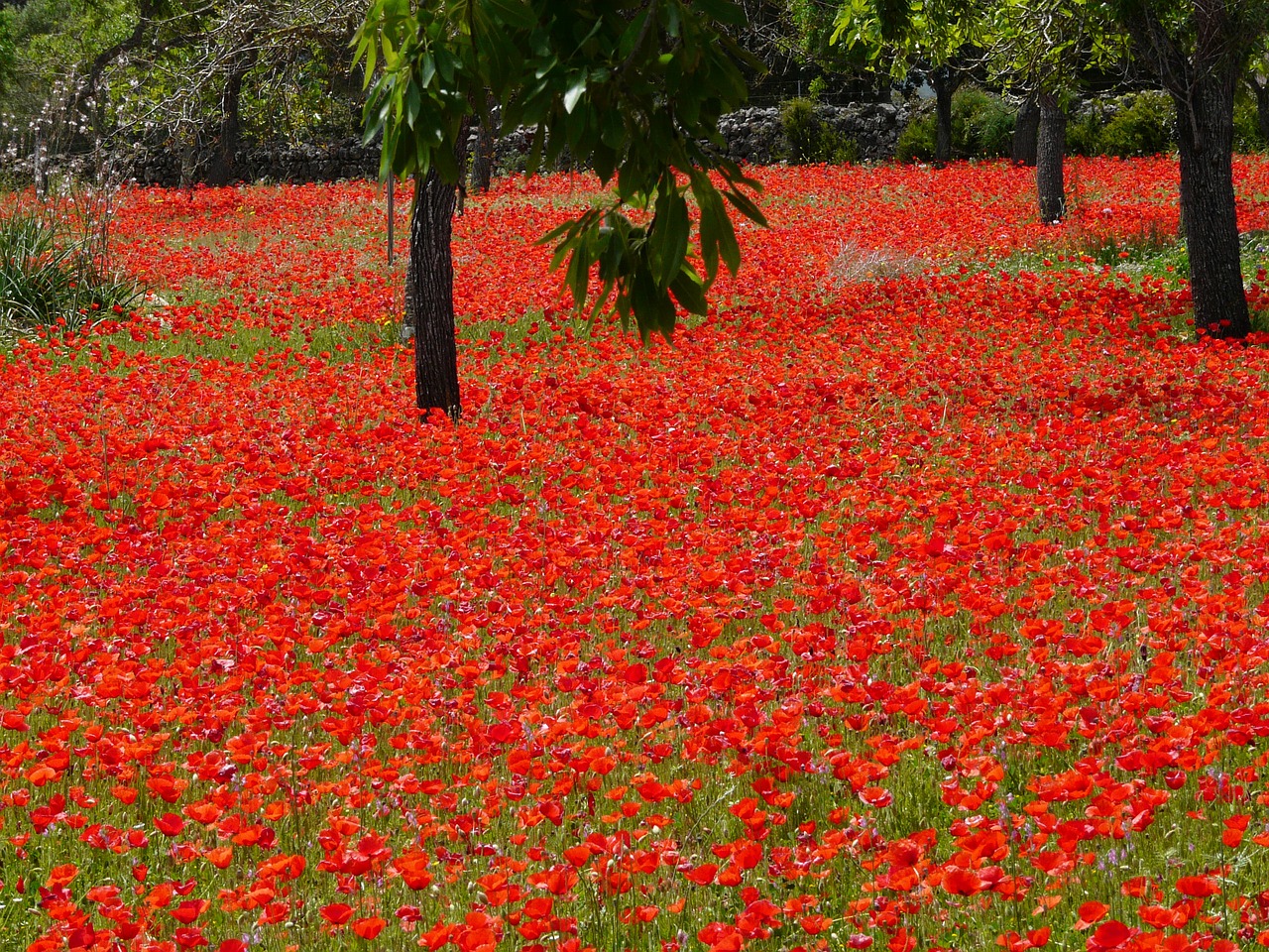 red poppy field of poppies poppies free photo
