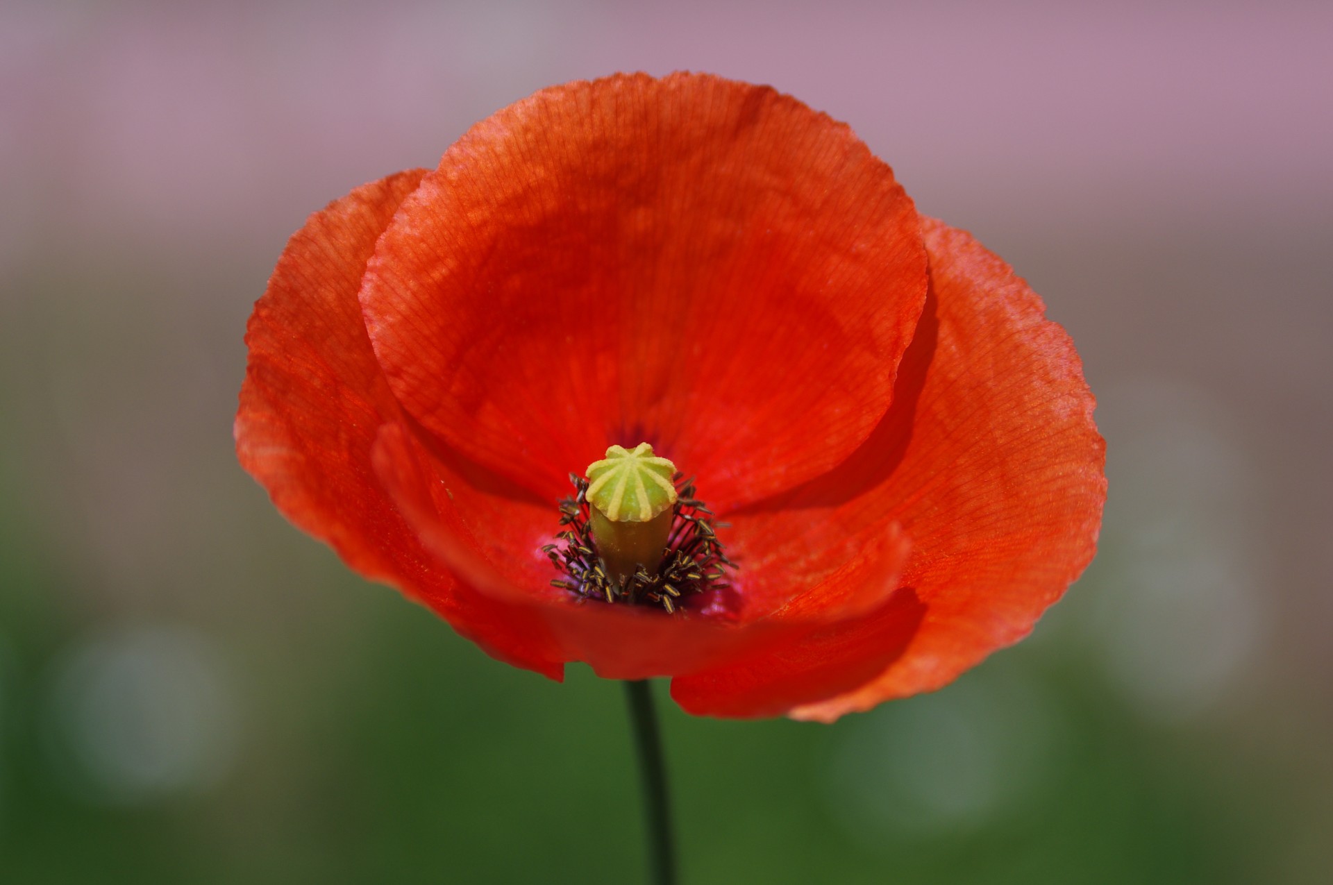 red poppy papaver free photo