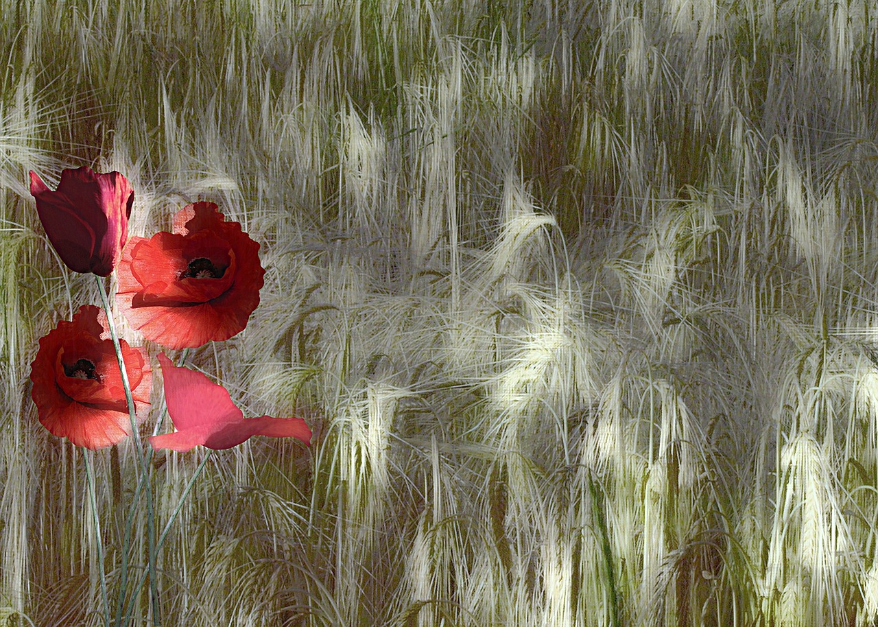 red poppy papaver rhoeas corn field free photo