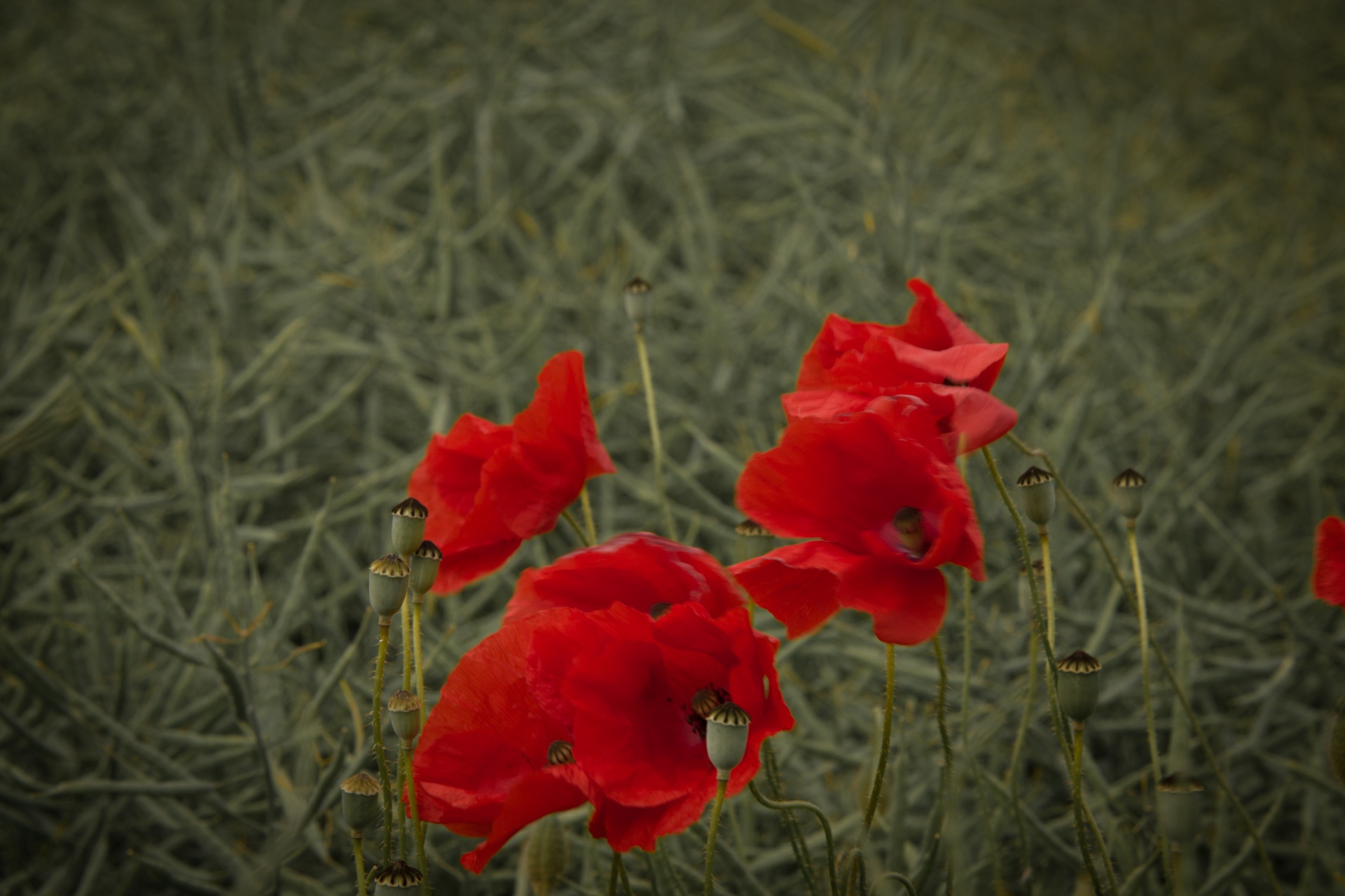 red outdoor against free photo