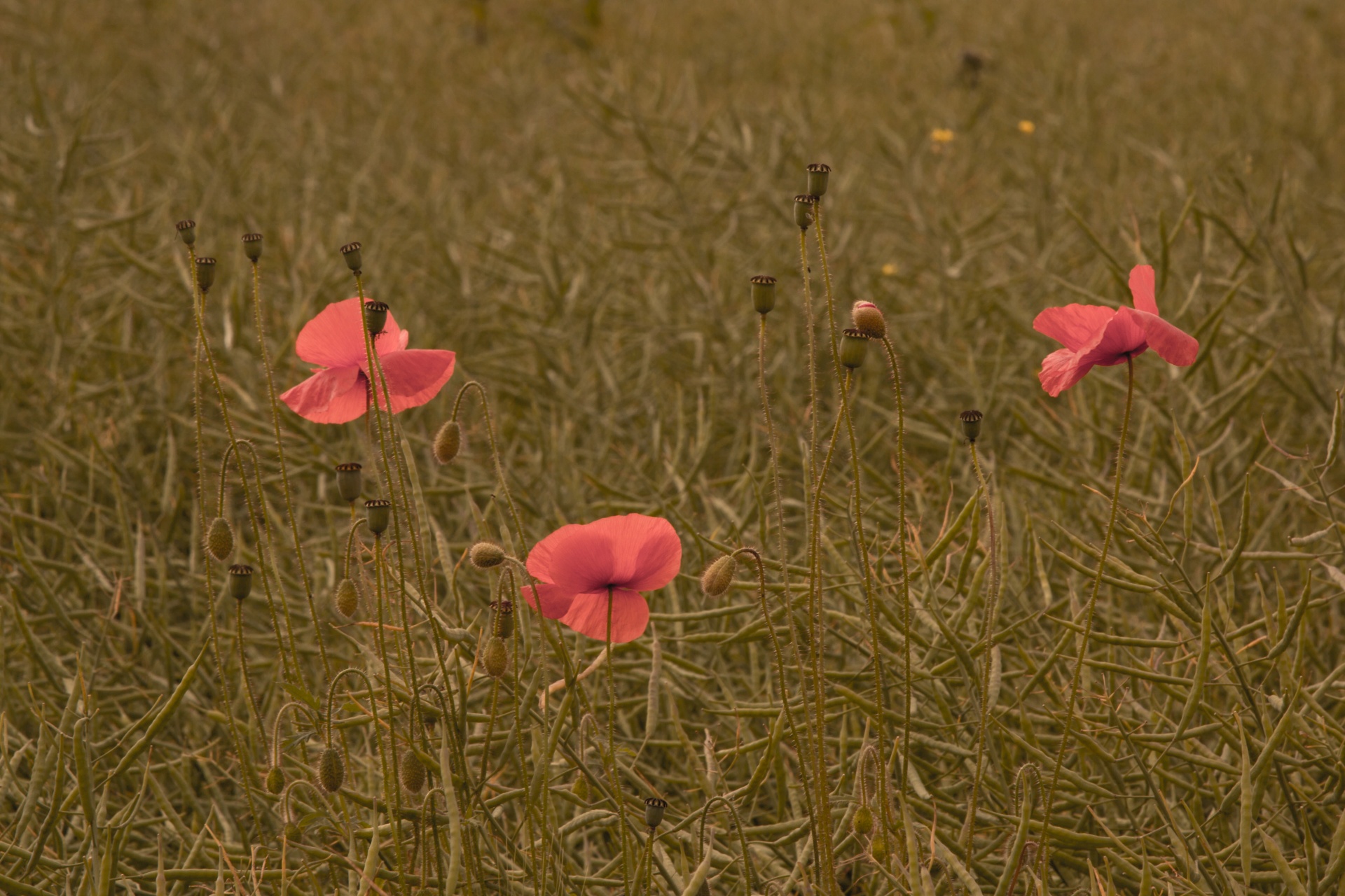 red outdoor against free photo