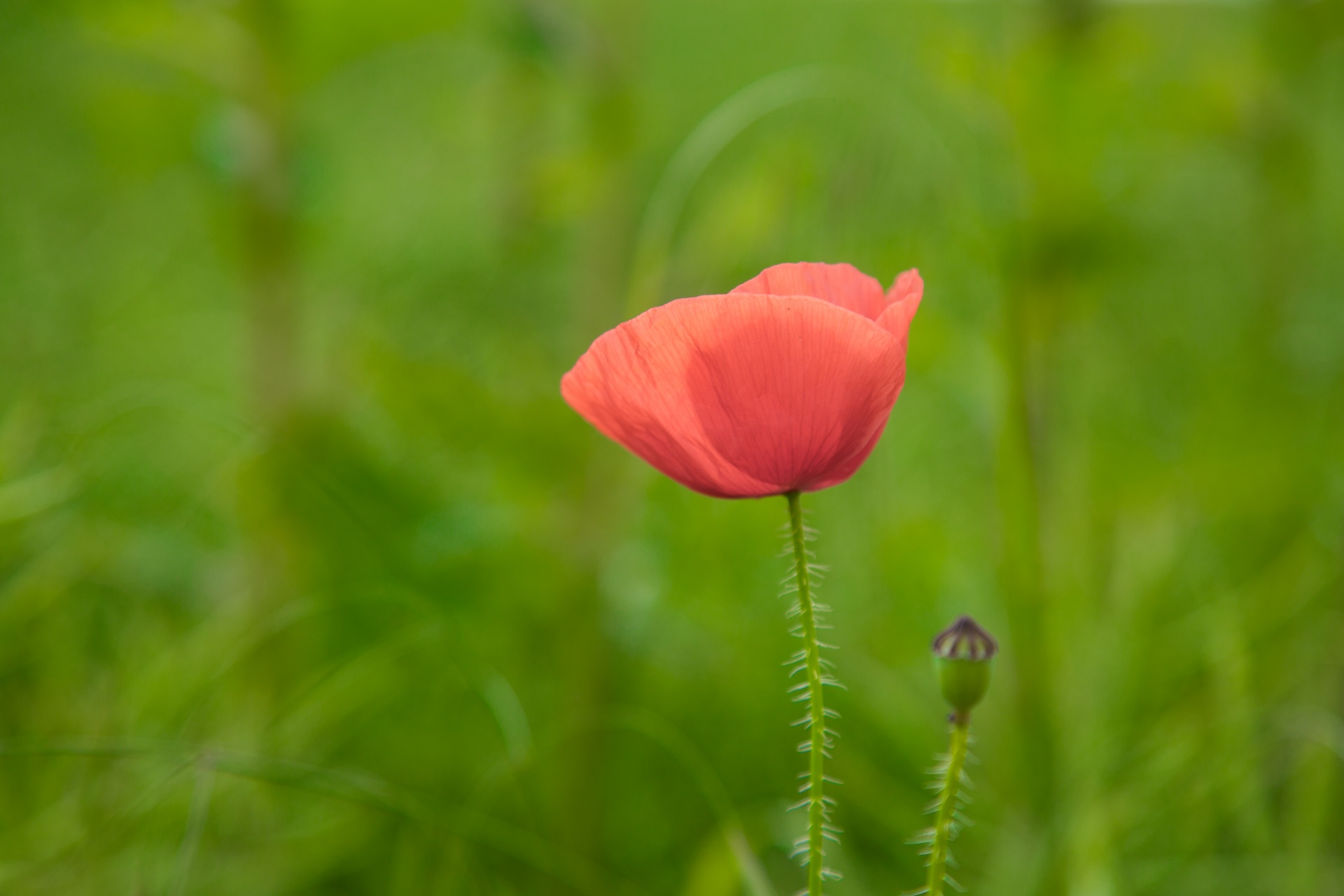 red outdoor against free photo