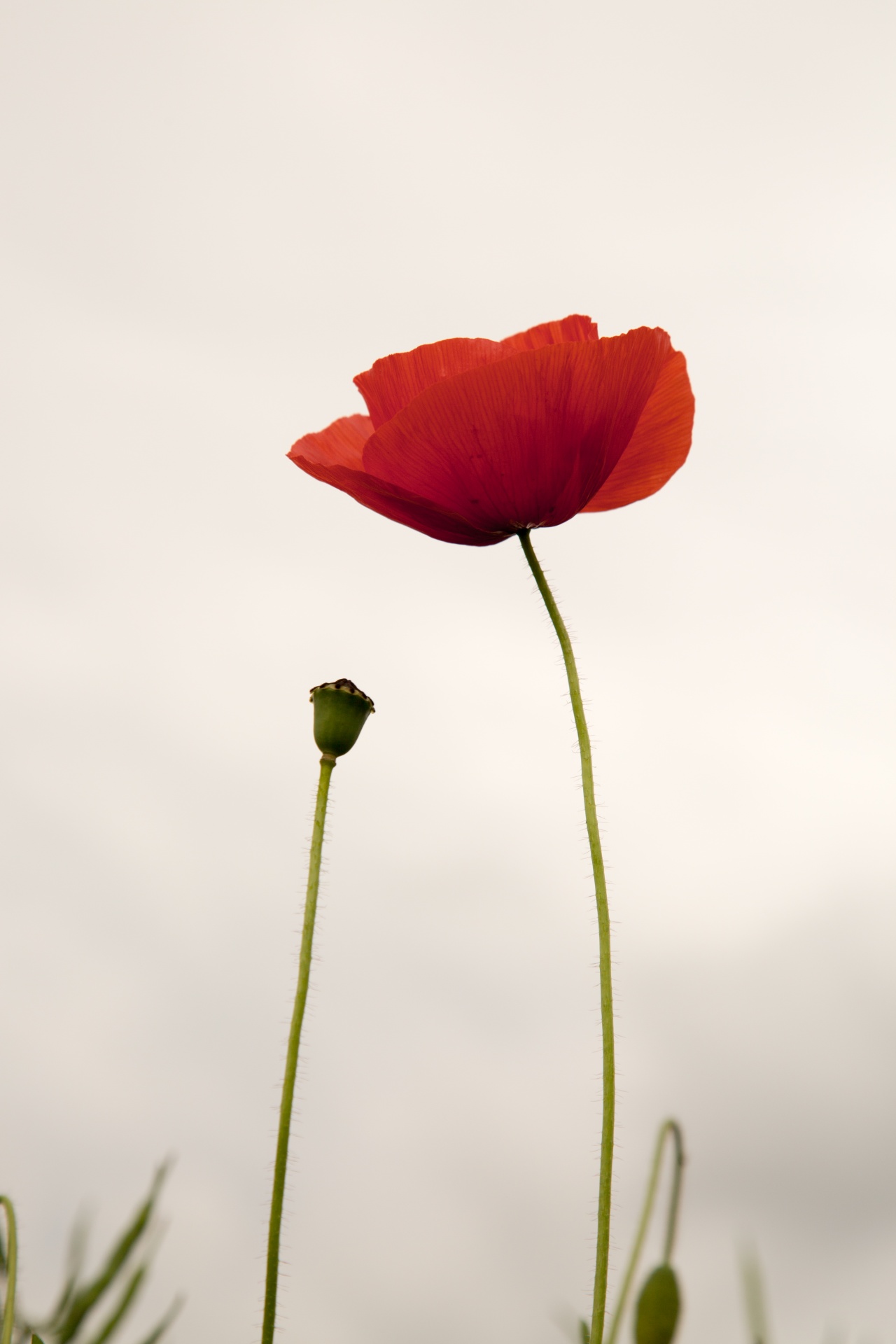 red outdoor against free photo