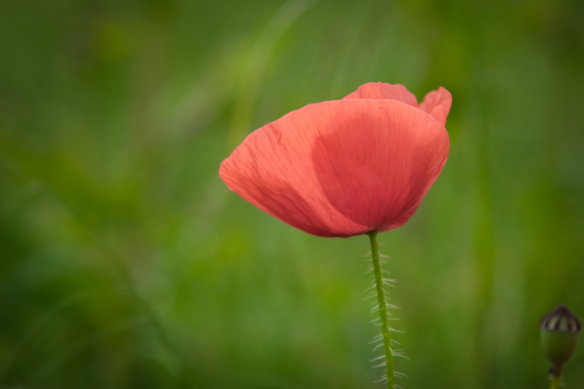 red outdoor against free photo