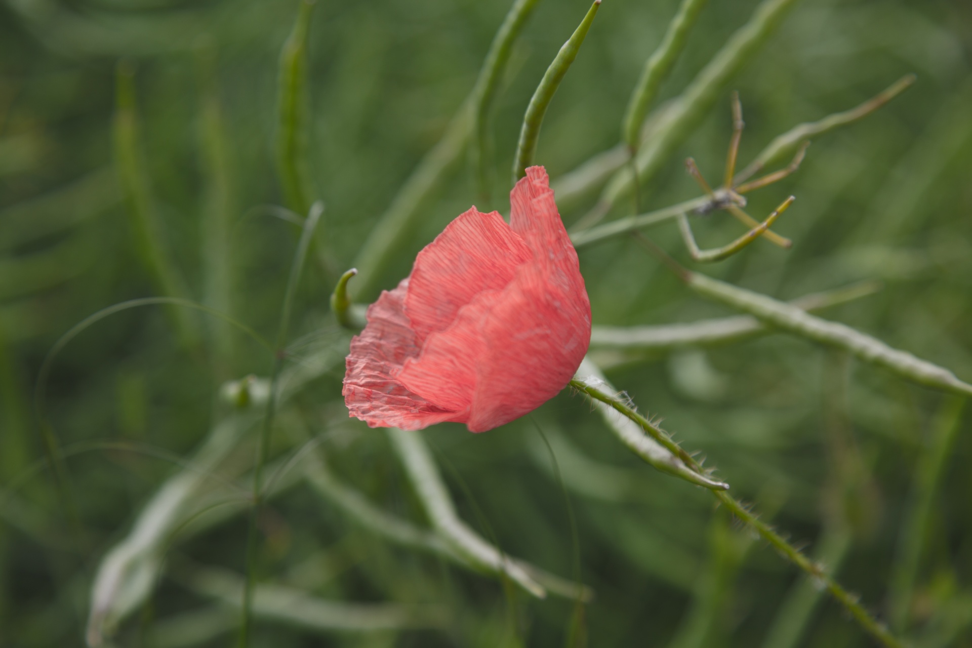 red outdoor against free photo