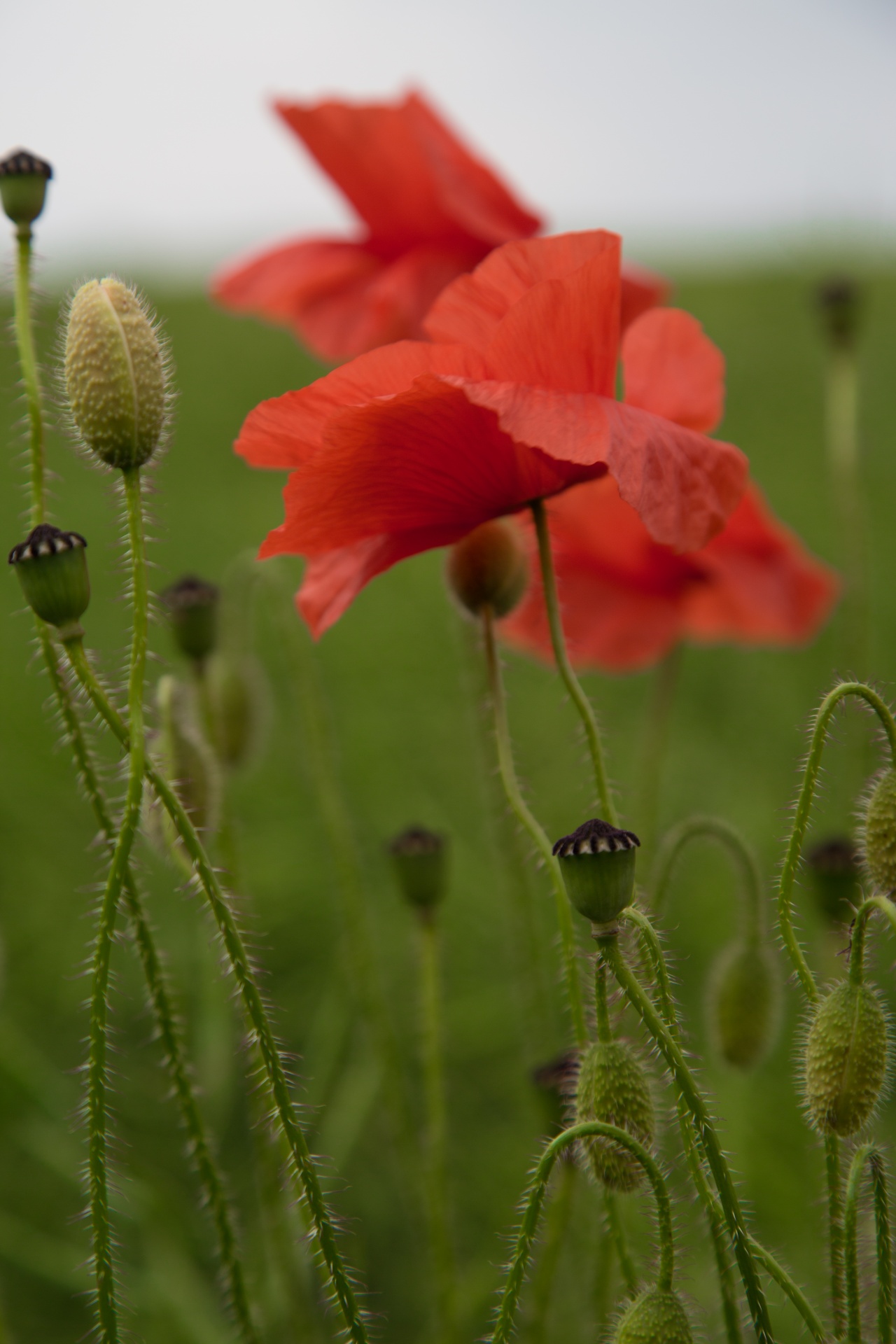 red outdoor against free photo