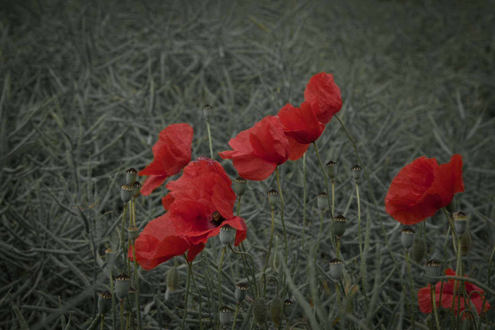 red outdoor against free photo