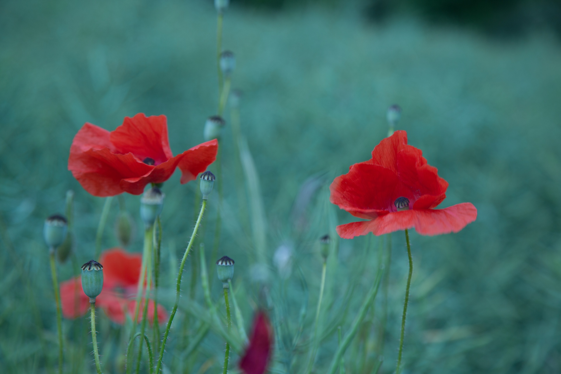 red outdoor against free photo