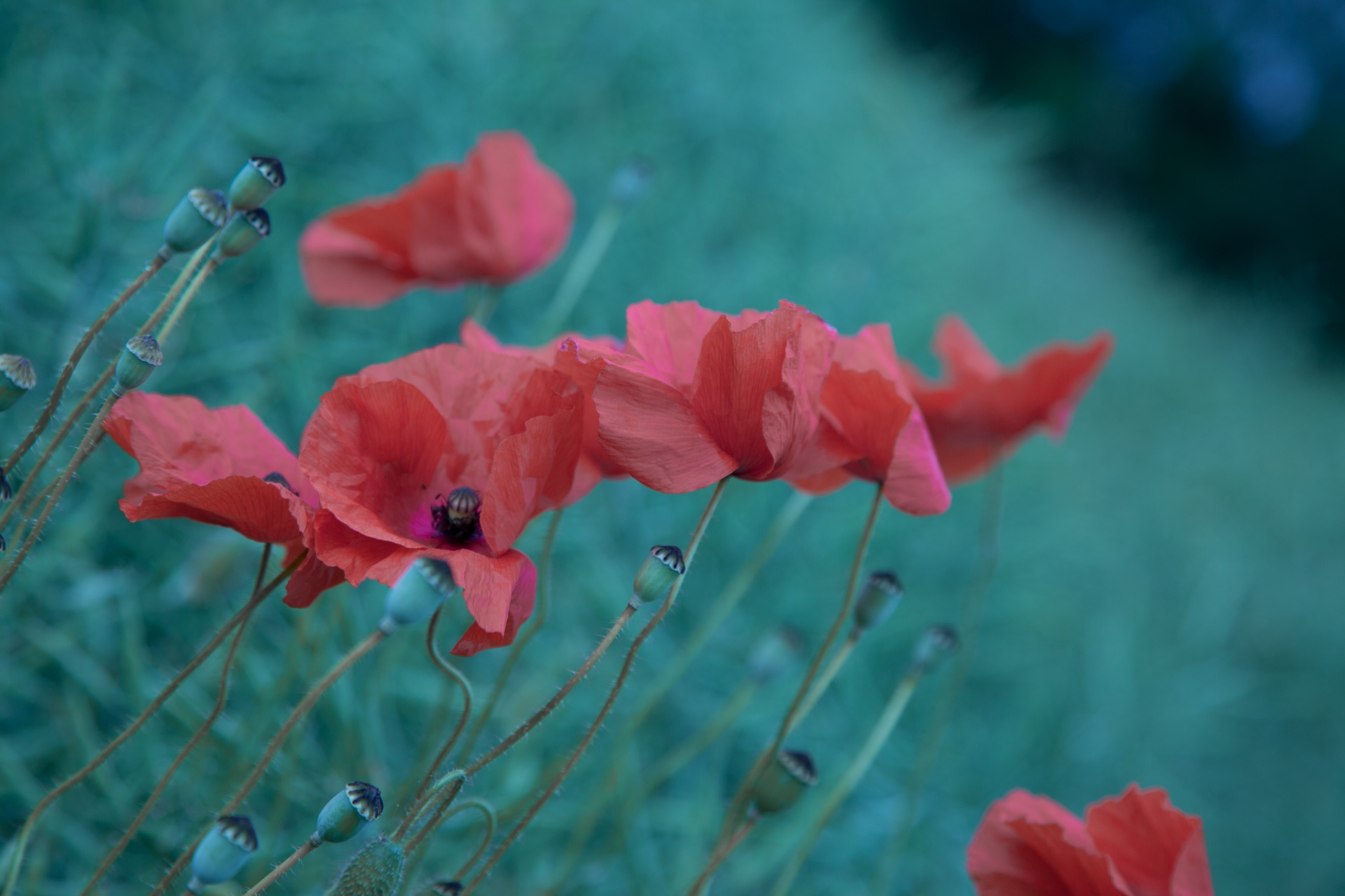 red outdoor against free photo