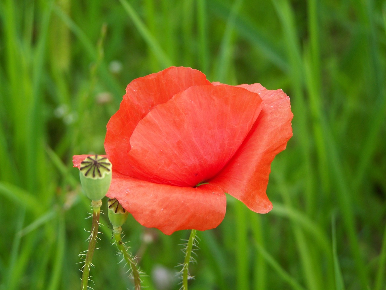 red poppy meadow flower nature free photo