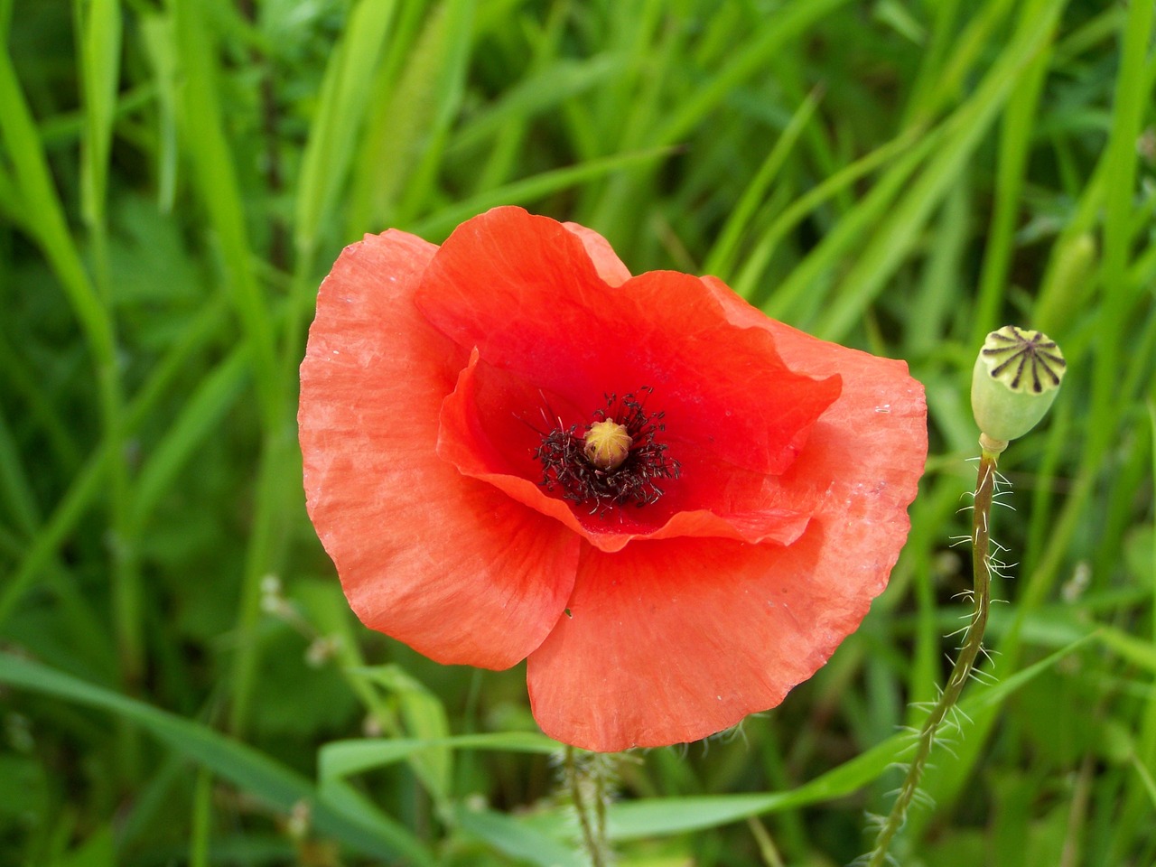 red poppy meadow flower nature free photo