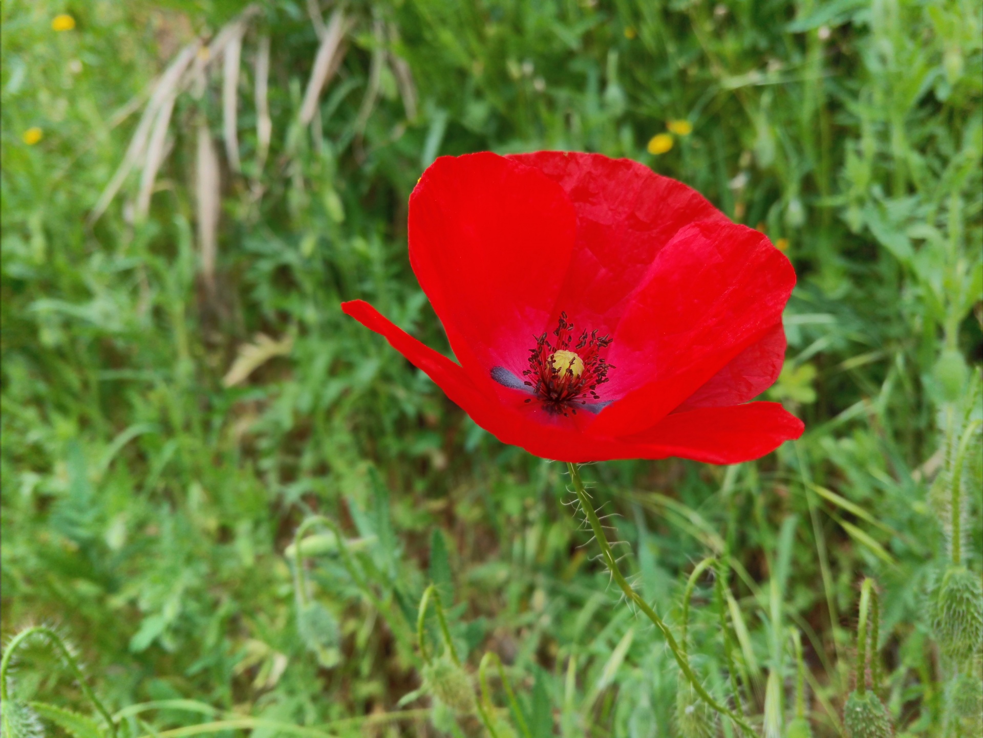 red poppy red poppy free photo