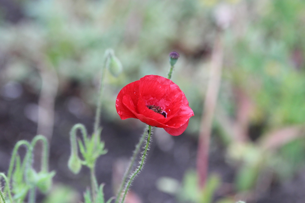 red poppy mack red flower free photo