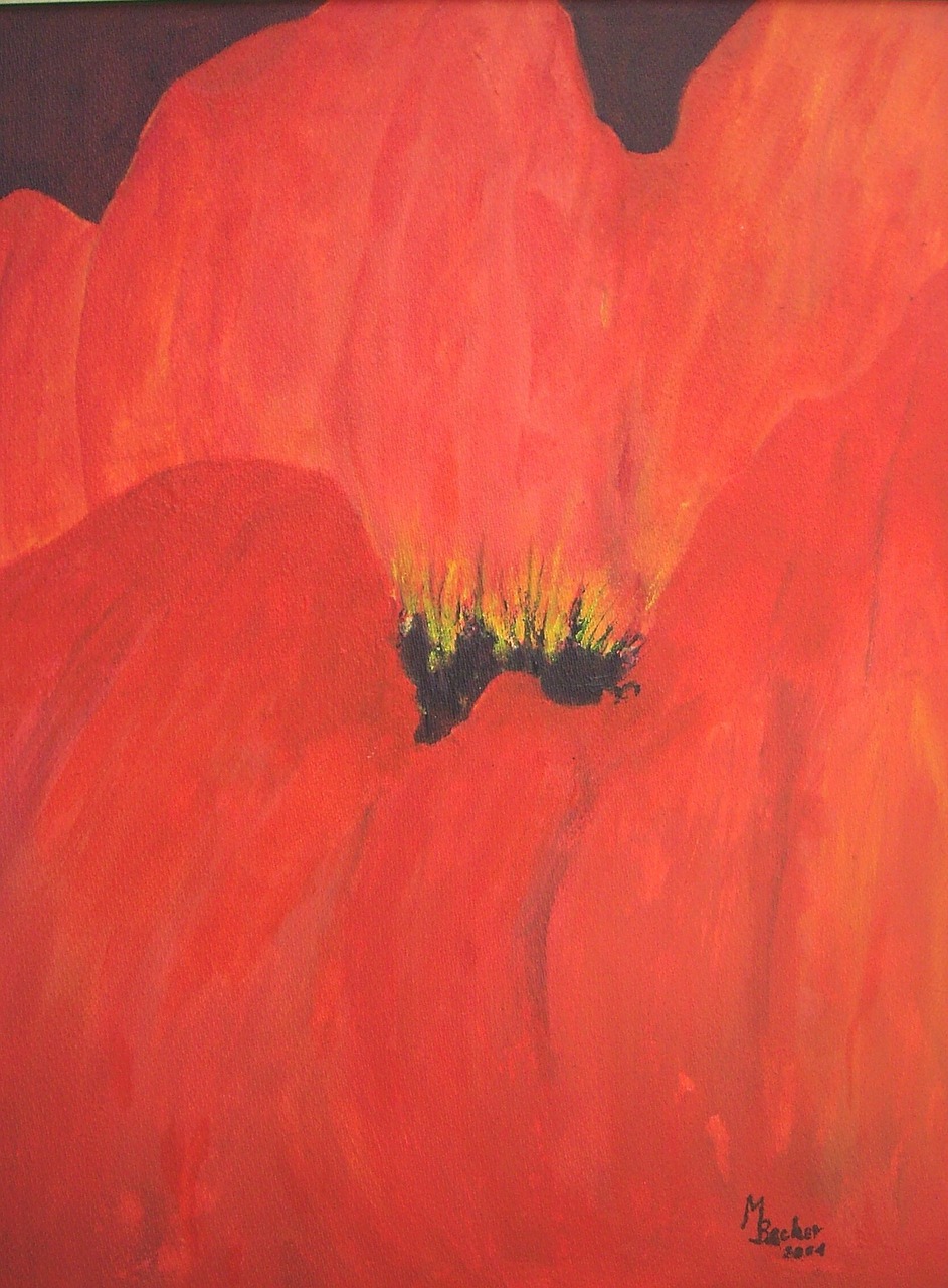 red poppy klatschmohn painting free photo