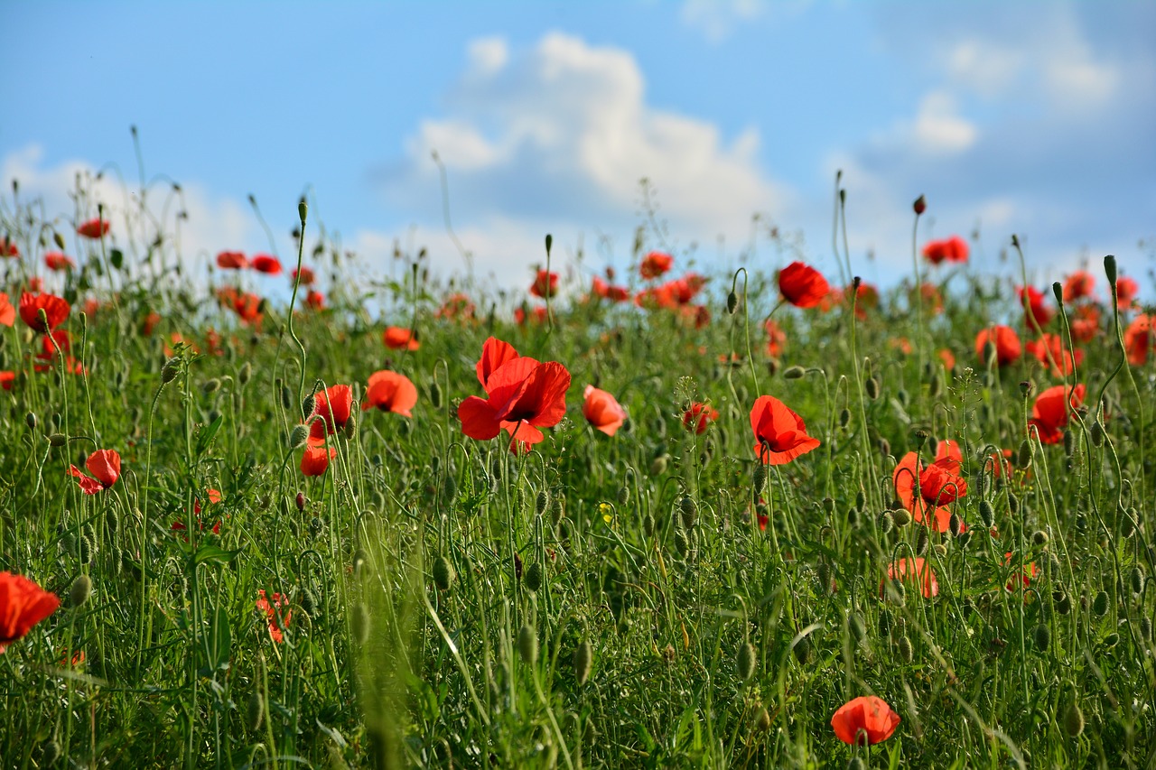 red poppy klatschmohn poppy free photo