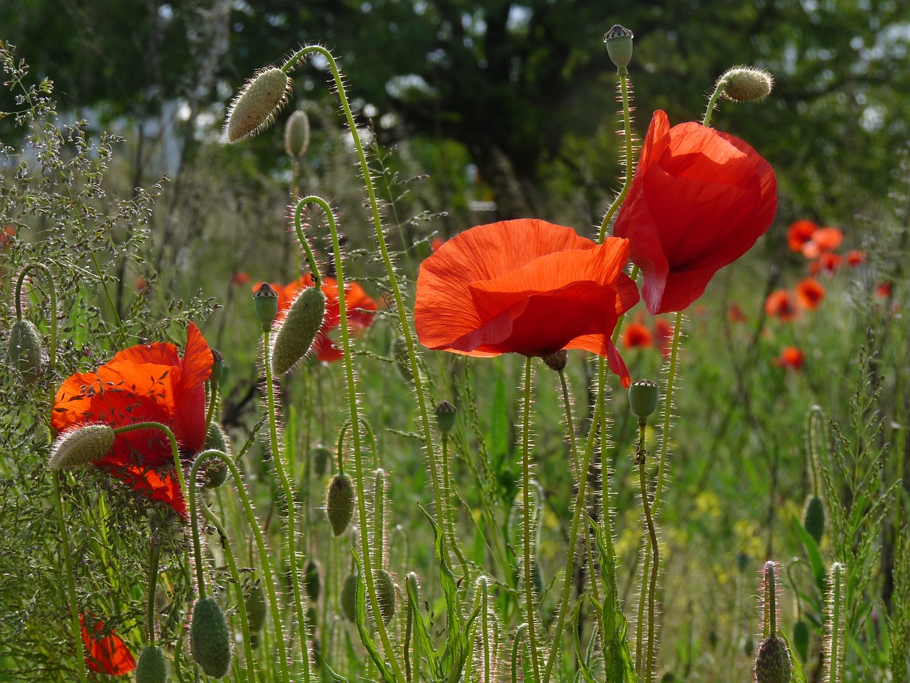 red poppy nature poppy free photo