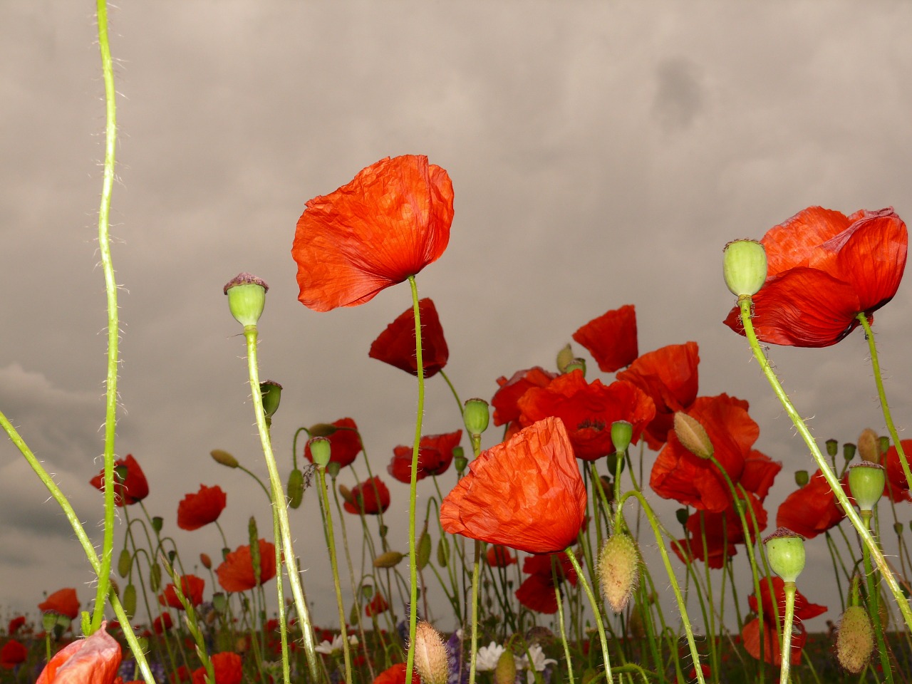 red poppy klatschmohn meadow free photo