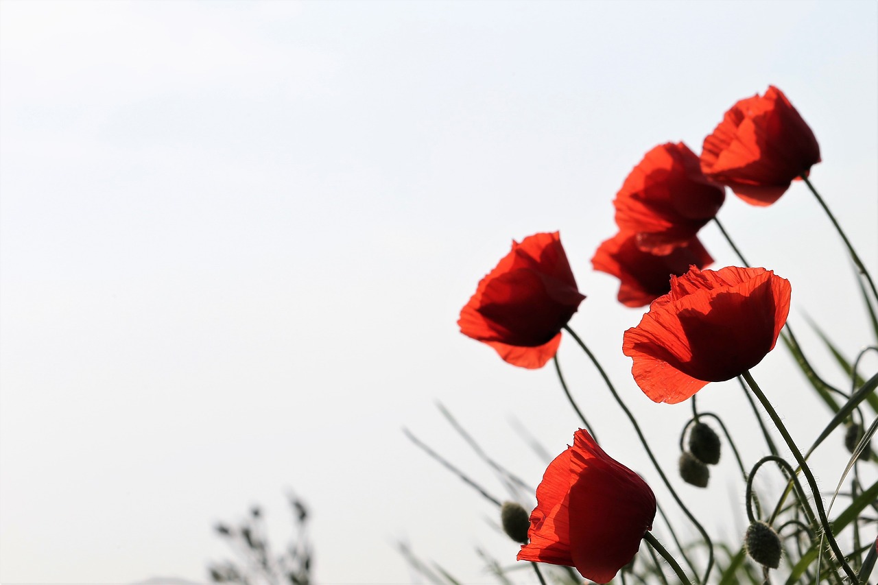 red poppy  papaver rhoeas  flower free photo