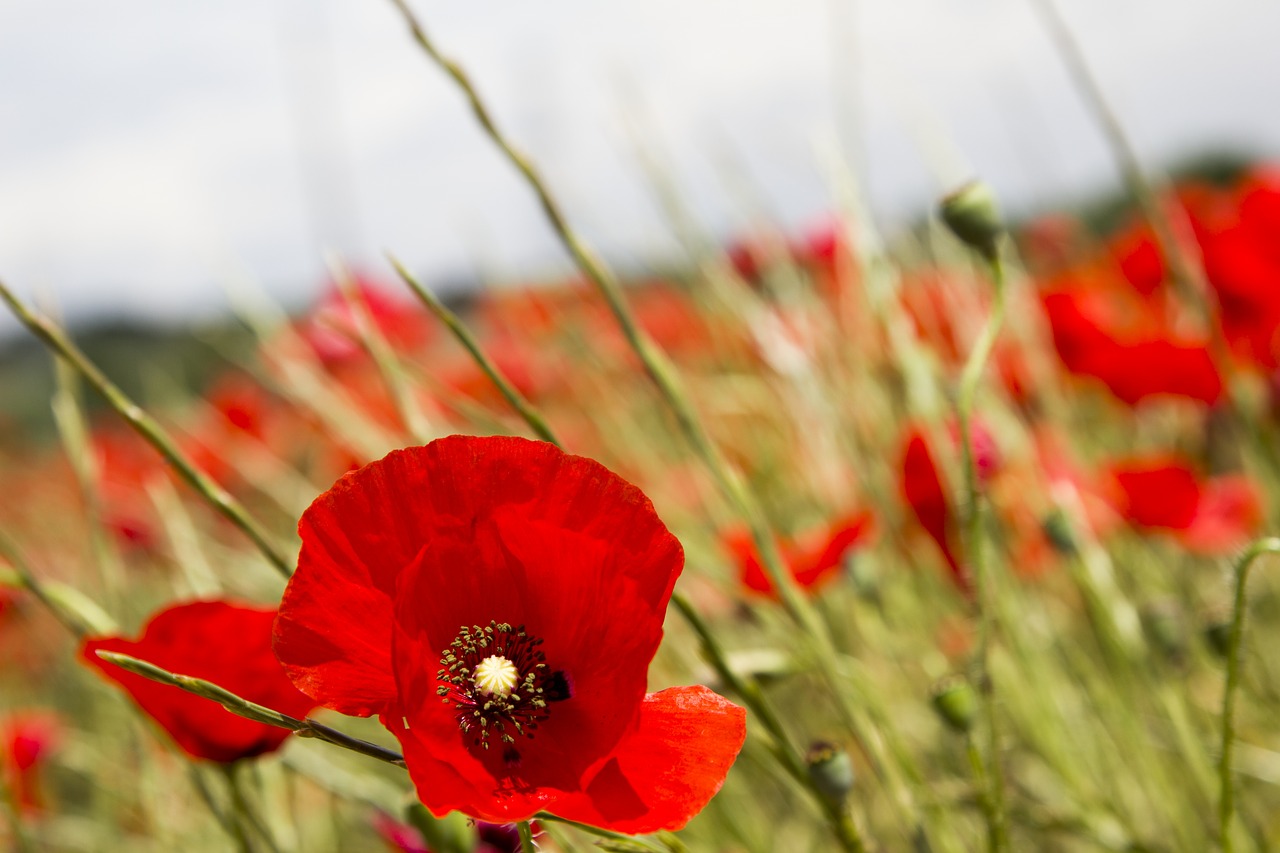 red poppy  spain  madrid free photo