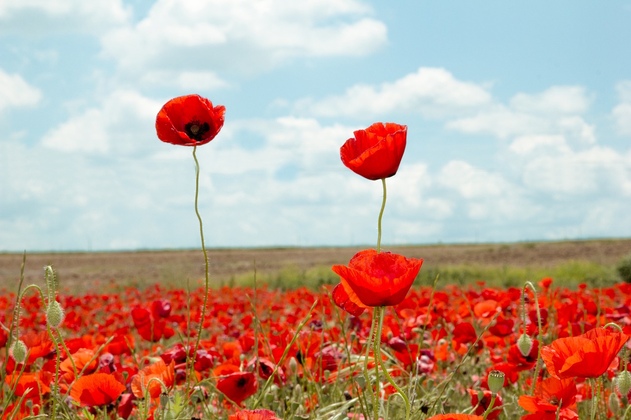 red poppy  sunset  field free photo