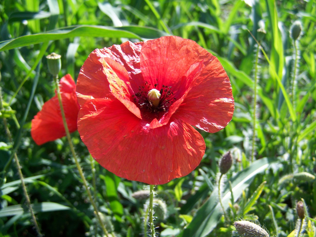 red poppy  meadow flower  summer plants free photo