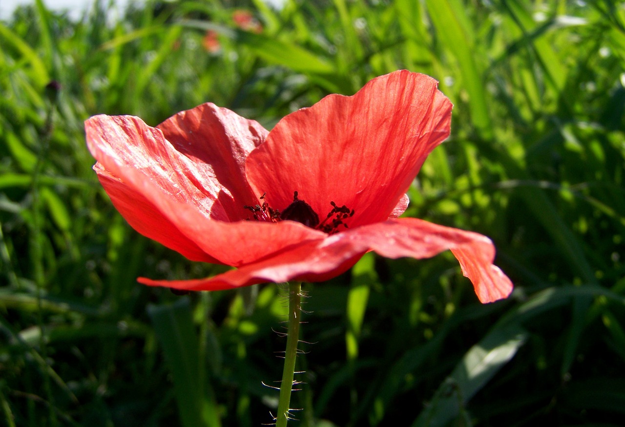 red poppy  meadow flower  summer flower free photo