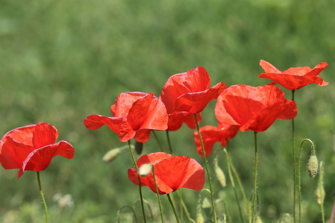 red poppy  spring  bloom free photo