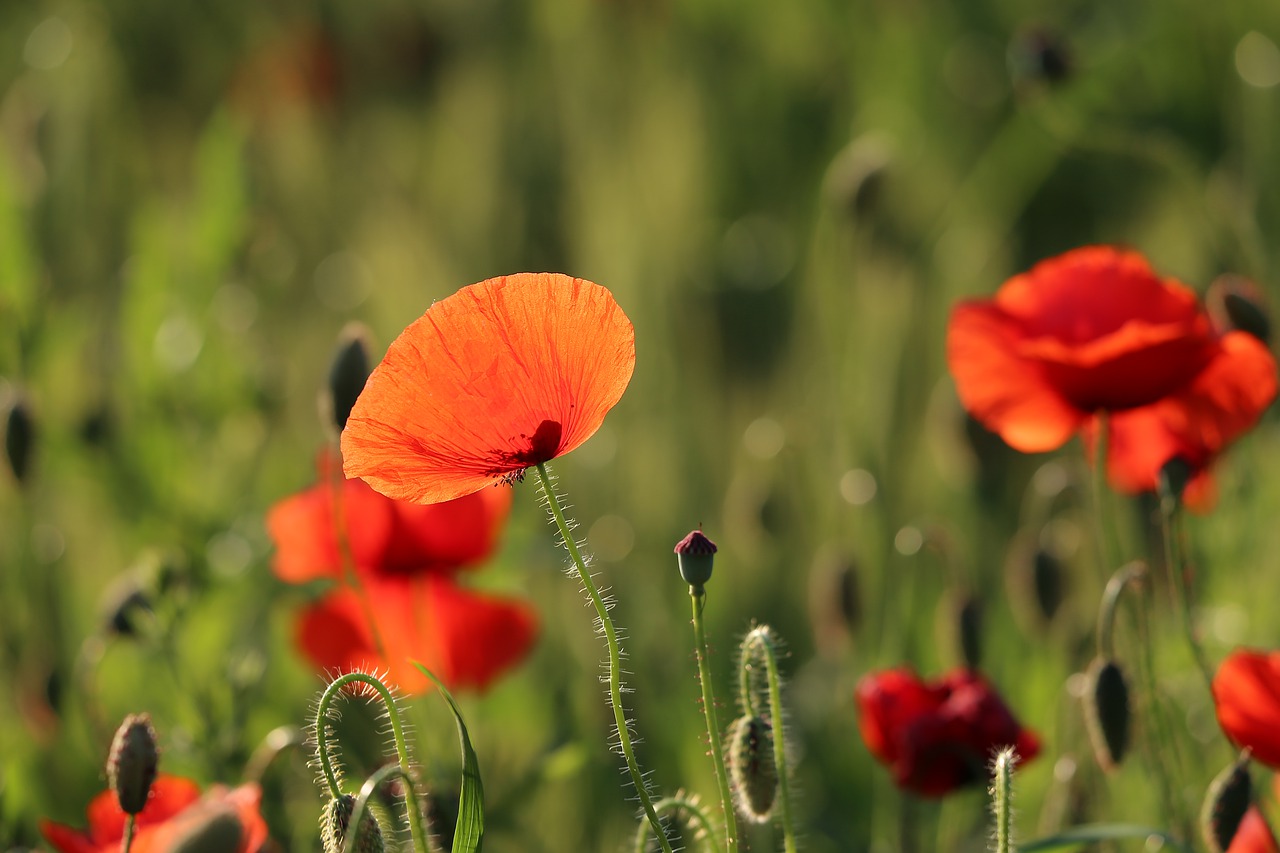 red poppy  evening  bloom free photo