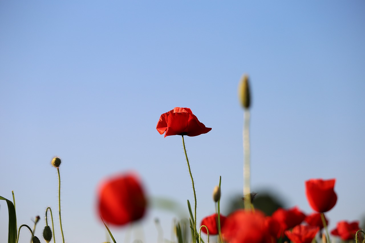 red poppy  evening  bloom free photo