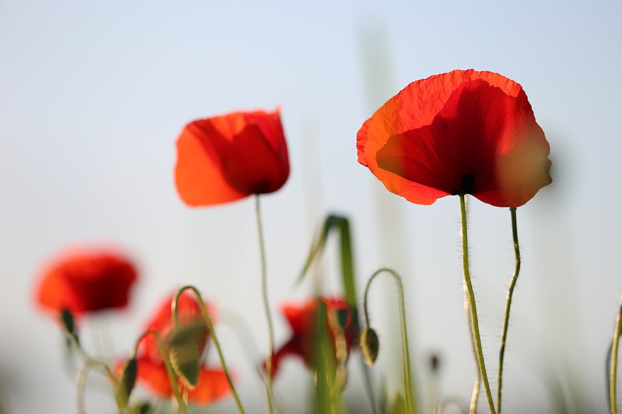 red poppy  evening  bloom free photo