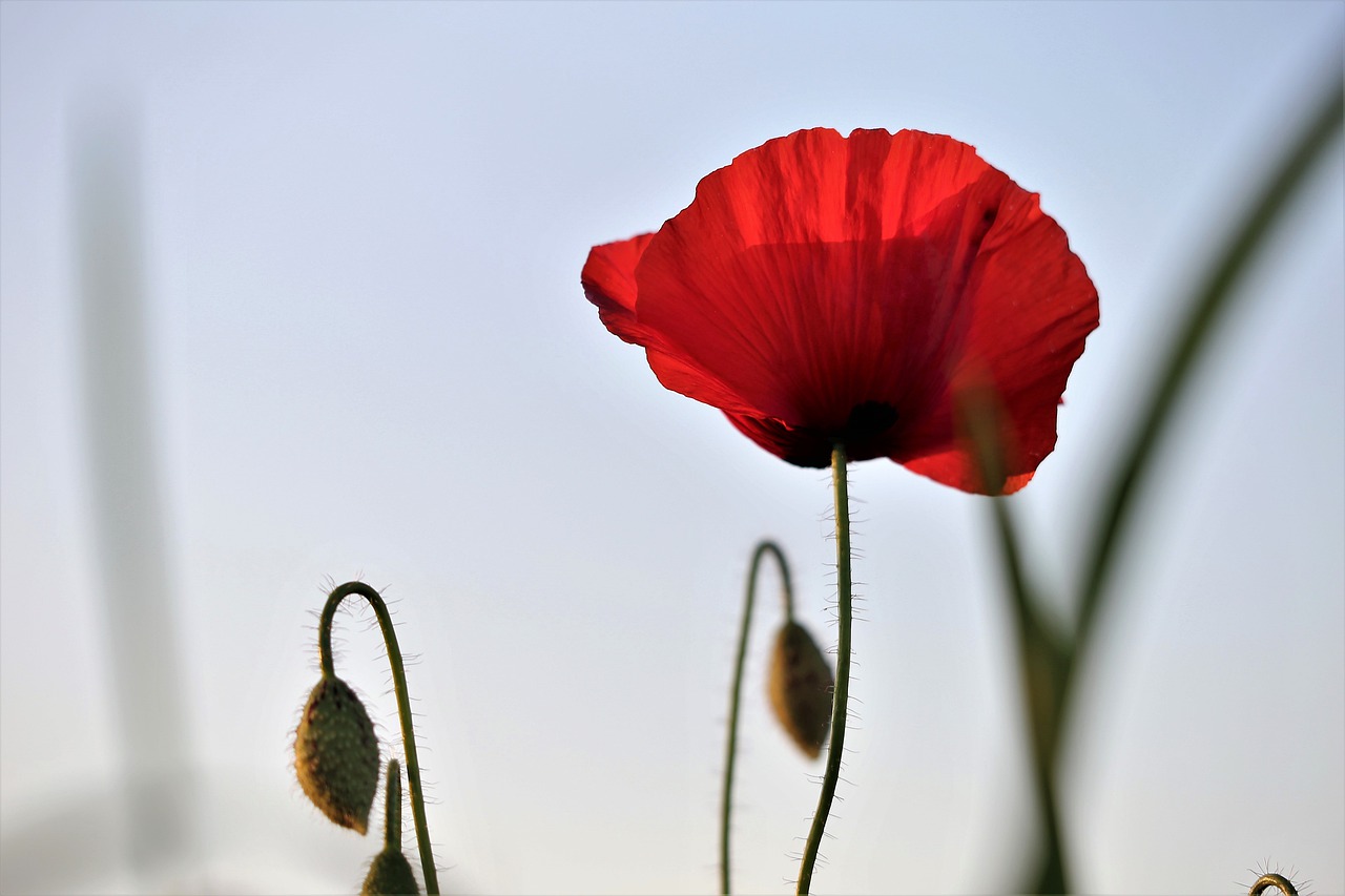 red poppy  evening  bloom free photo