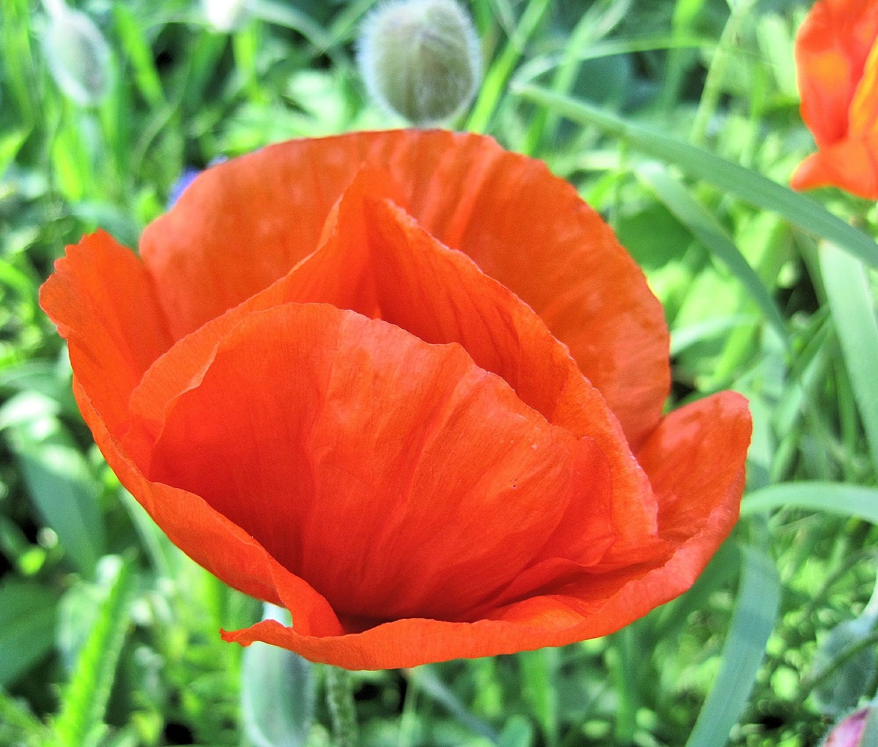 red poppy flower summer free photo