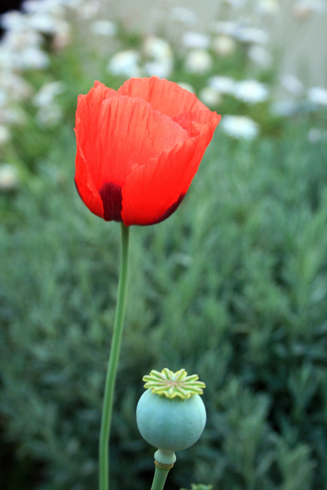 flower poppy red free photo
