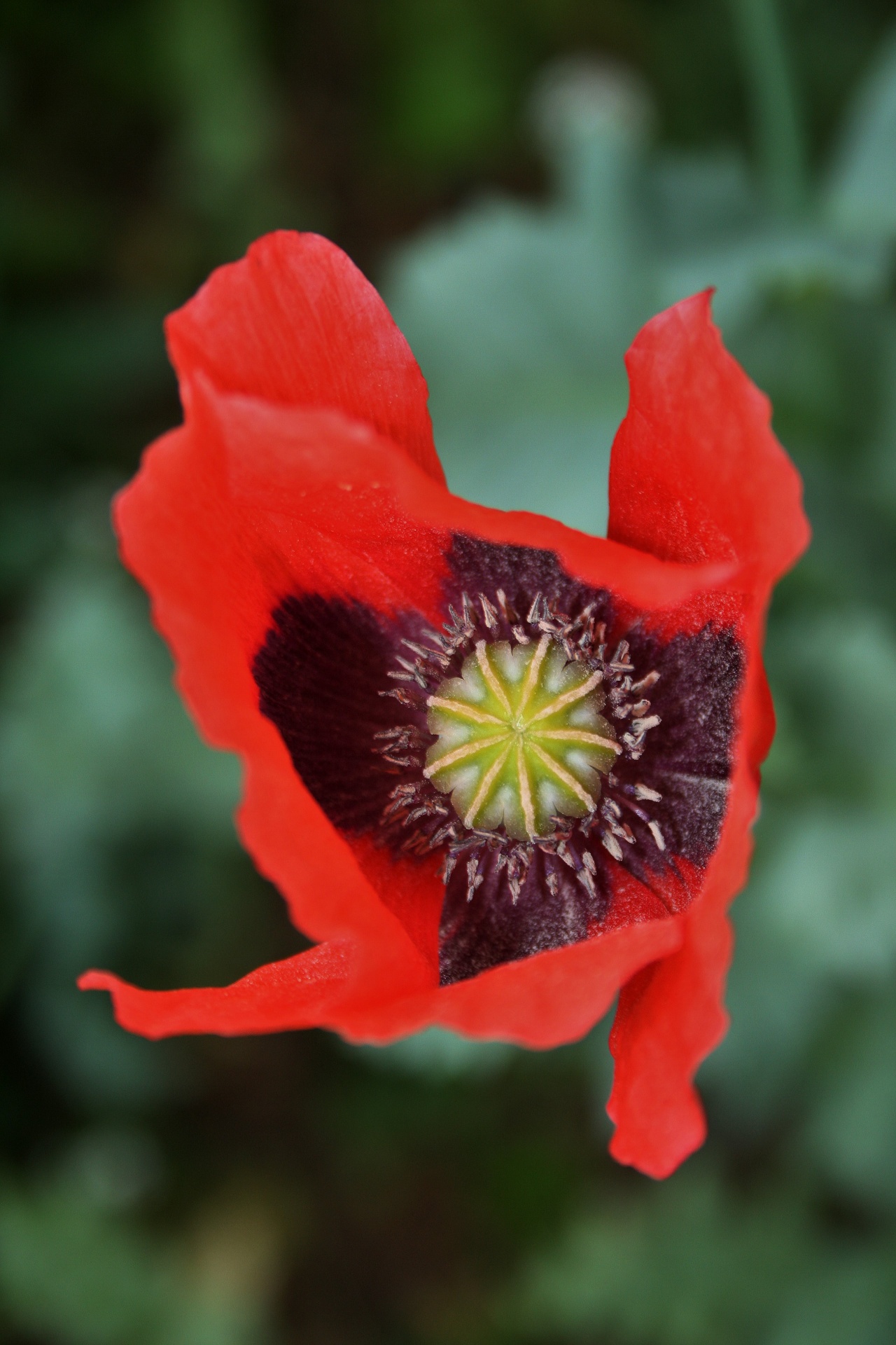 flower red bright free photo