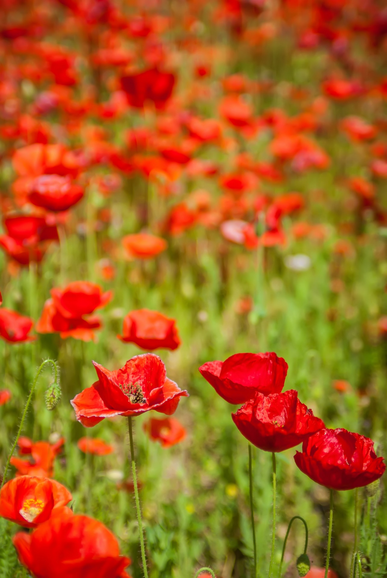 agriculture background beautiful free photo