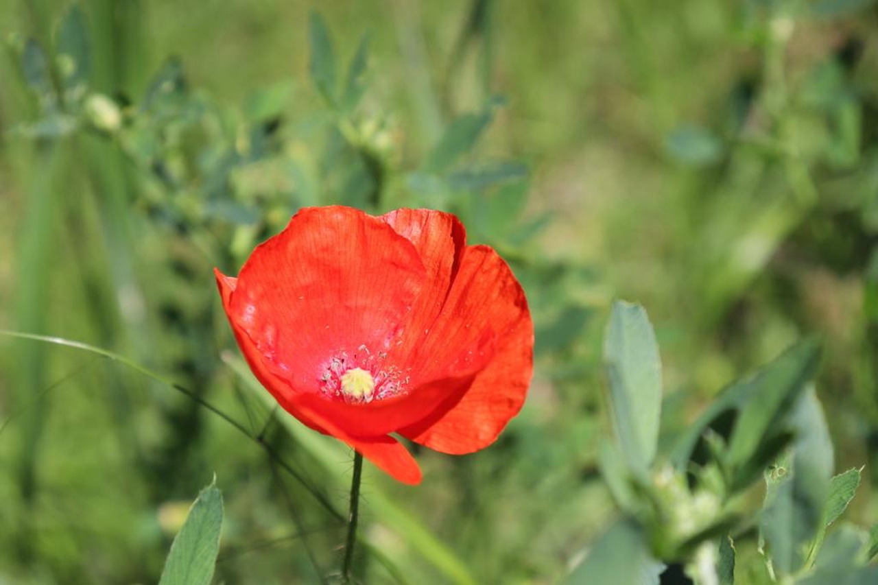 red poppy flower  nature  wildflower free photo