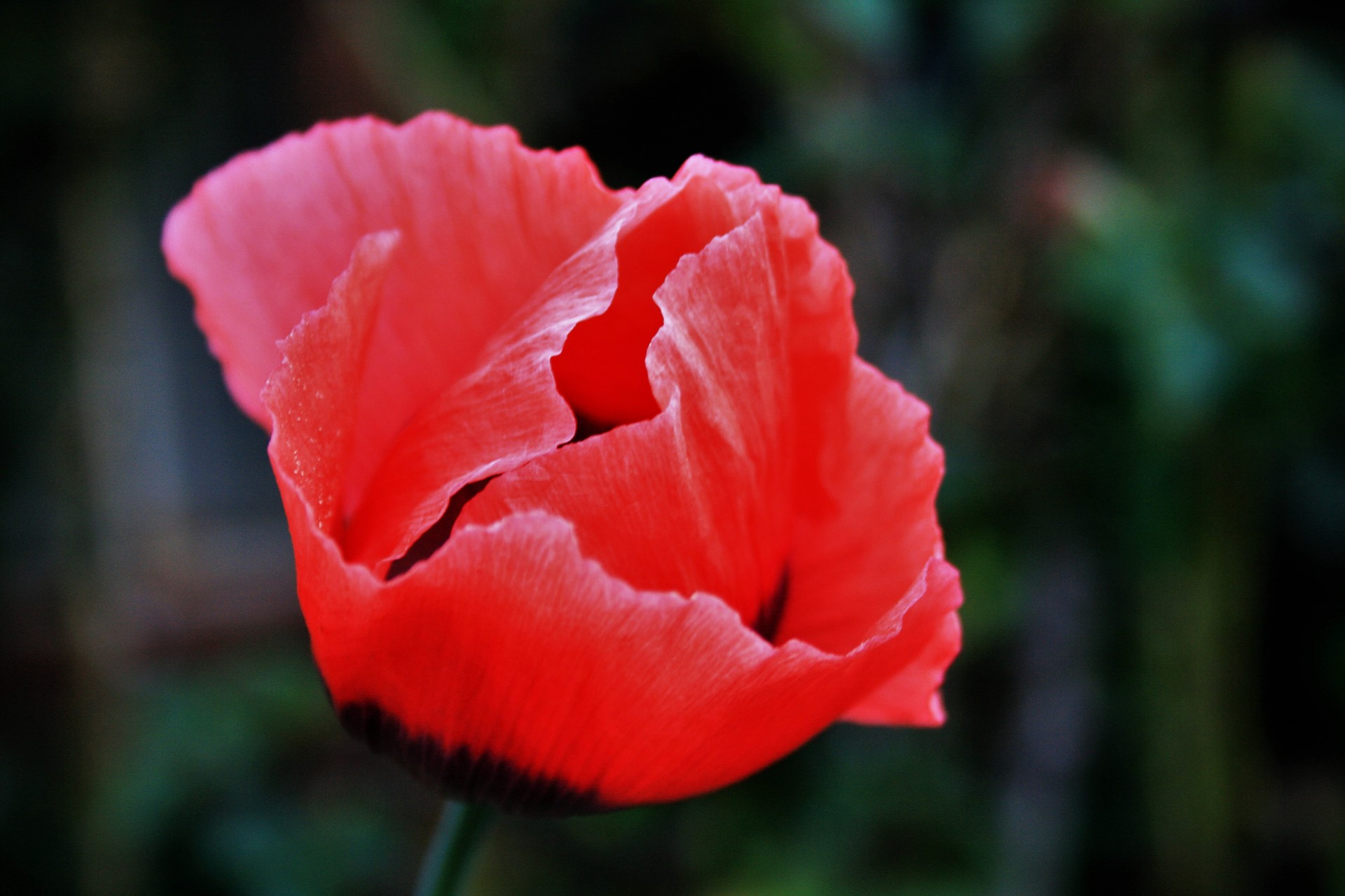 flower poppy red free photo