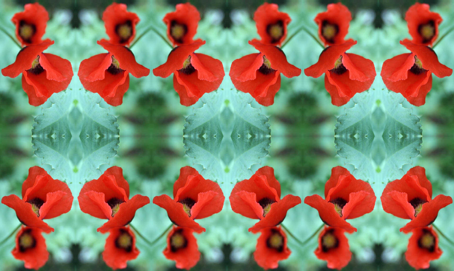 flowers red background free photo