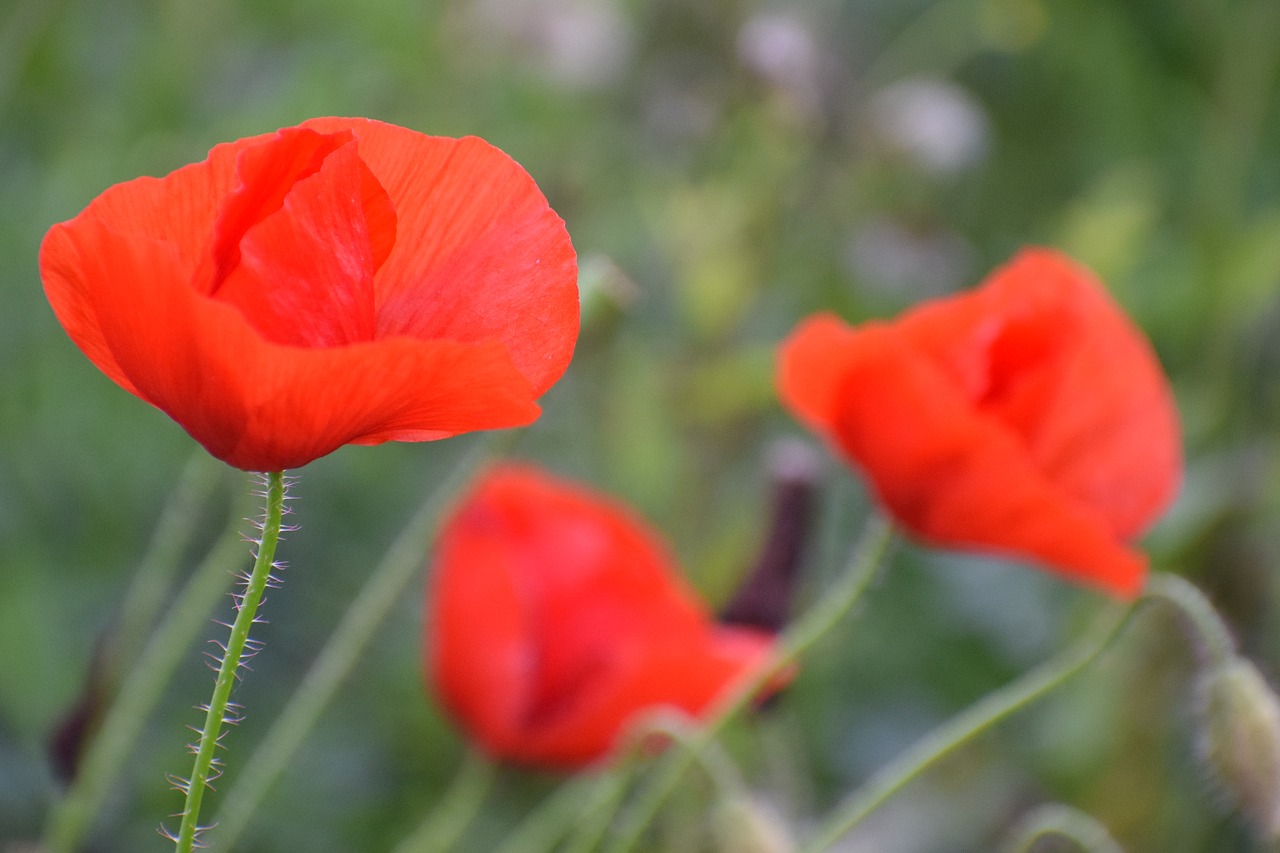 red poppy in october  blossom  colorful free photo