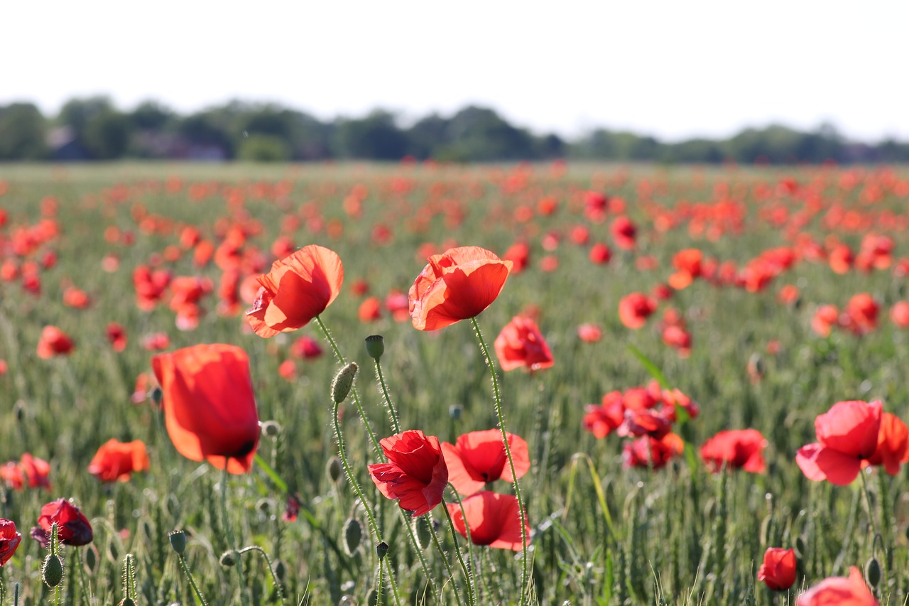 red poppy in wheat field blossom agriculture free photo