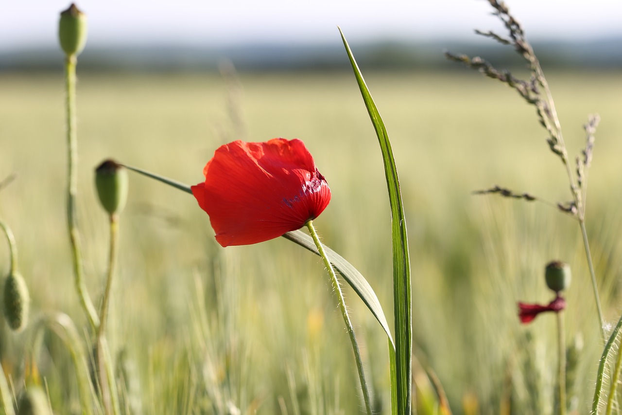 red poppy in wheat field  plant  agriculture free photo