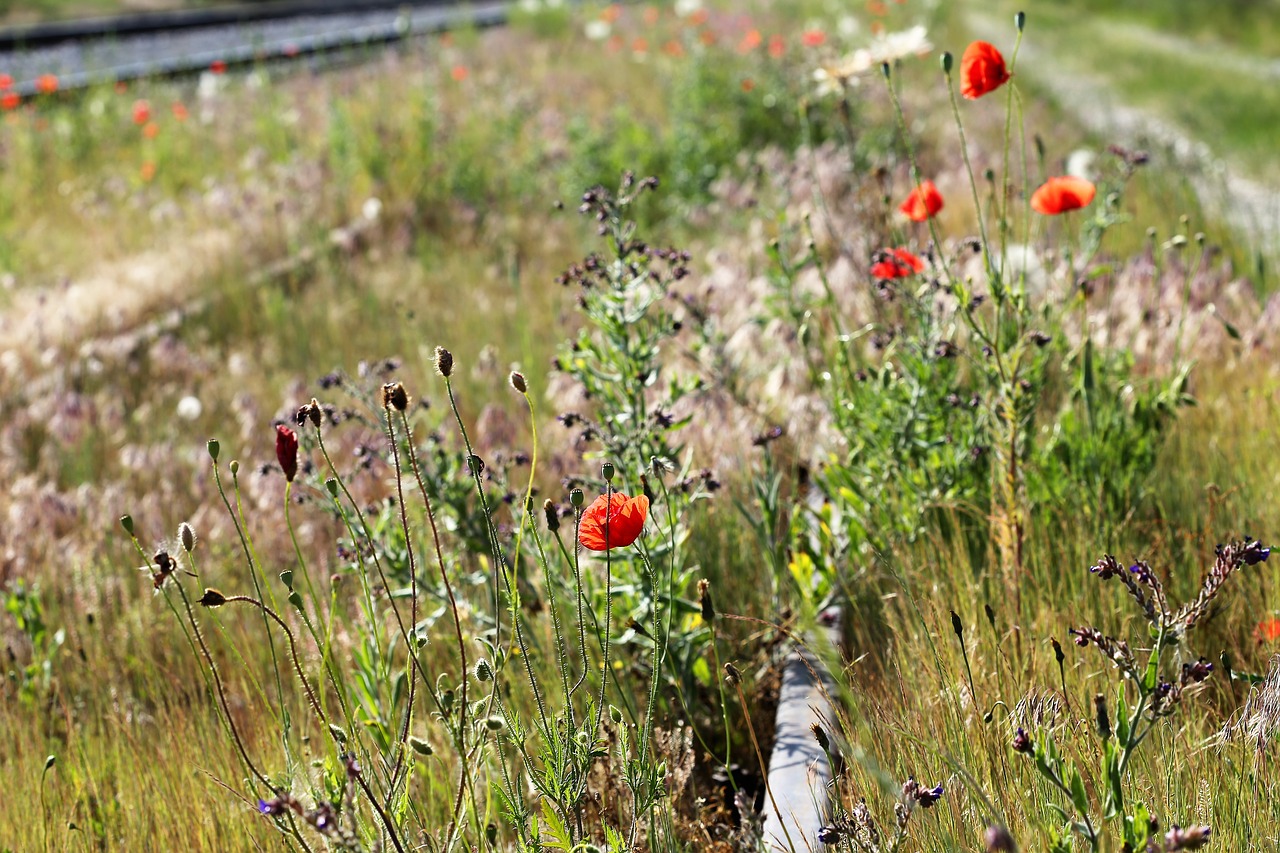 red poppy near abandoned railway  spring  bloom free photo