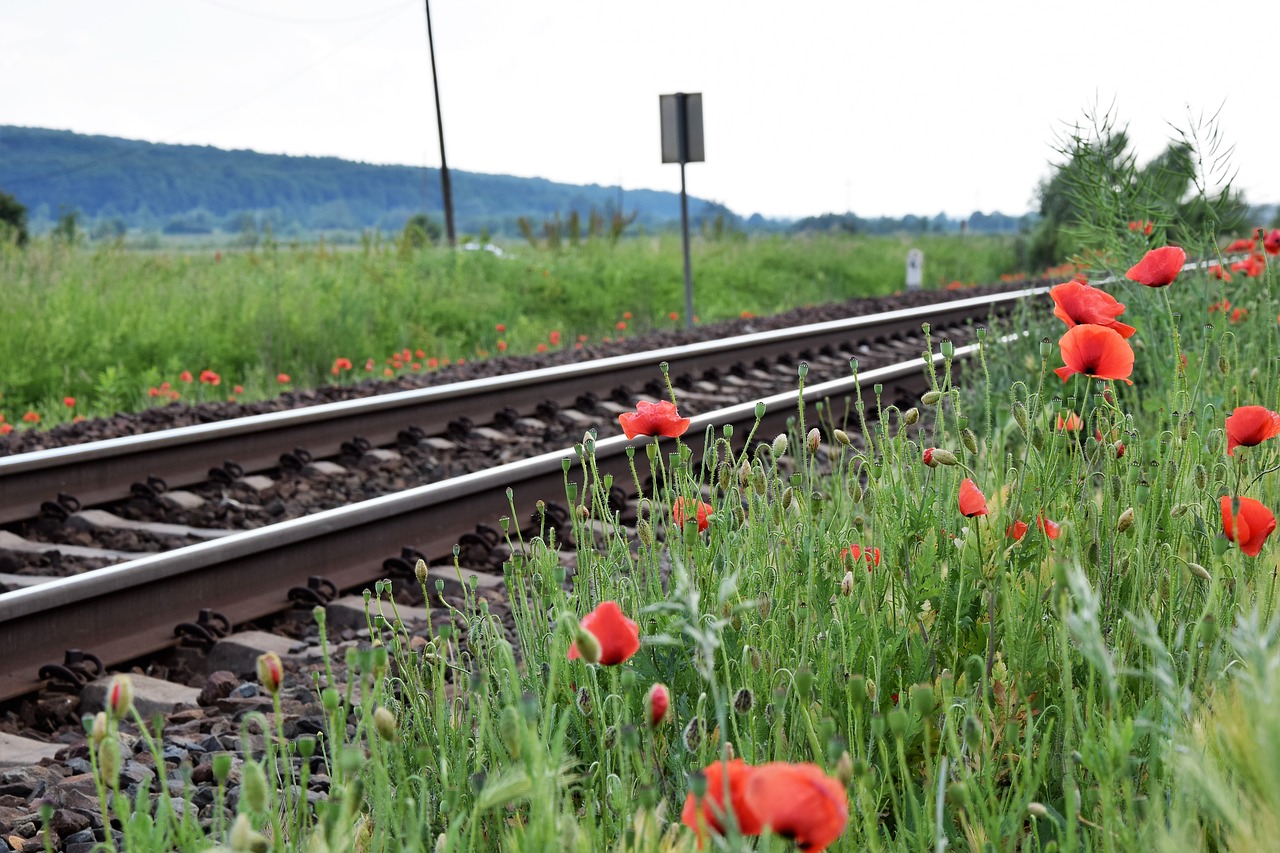 red poppy near railway  romantic  lovely free photo