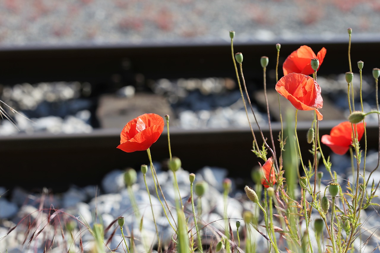 red poppy near railway  romantic  lovely free photo