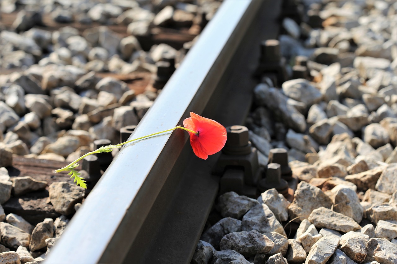 red poppy on railway  lost love  touching free photo