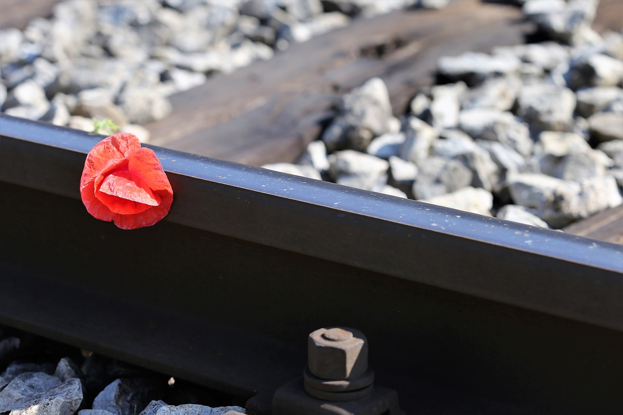 red poppy on railway  lost love  touching free photo