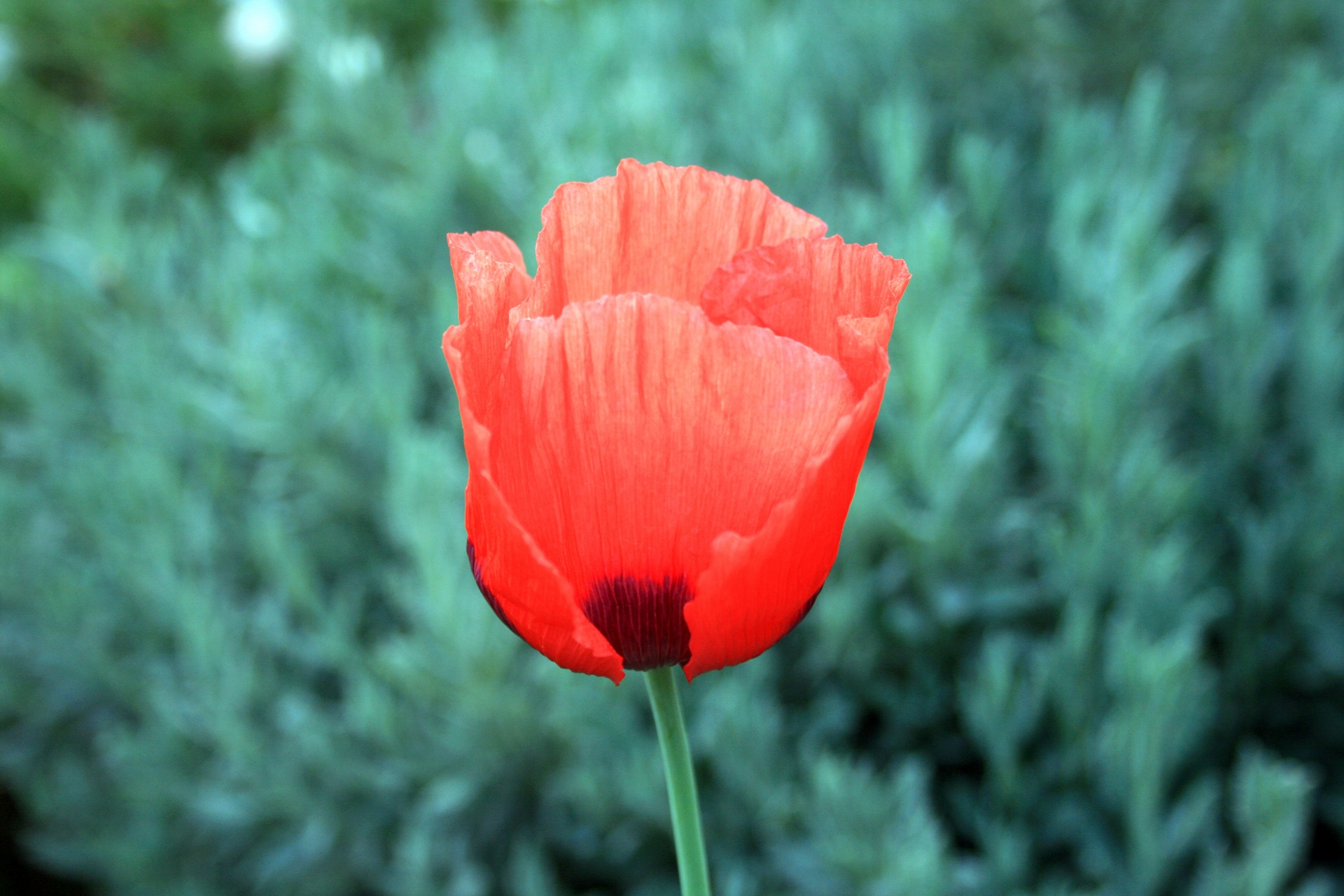 flower poppy red background free photo