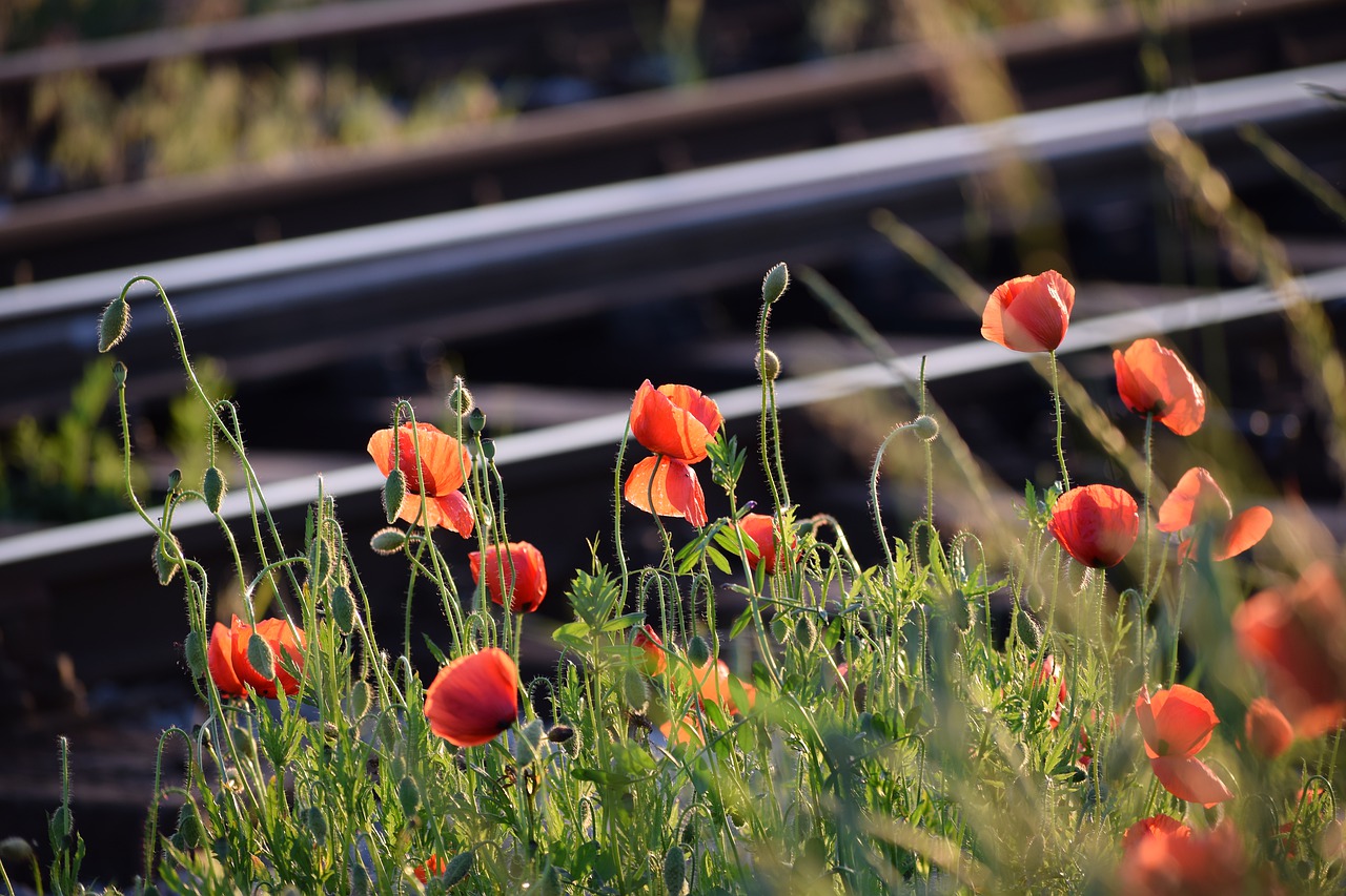 red poppys  near railway  evening free photo