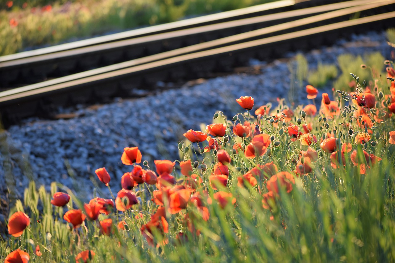 red poppys  near railway  evening free photo