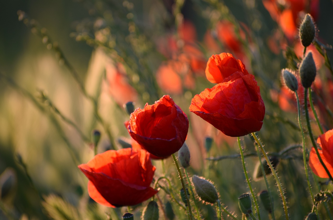 red poppys  blooming  evening free photo